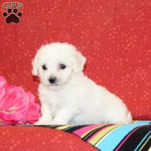 Sunflower, Bichon Frise Puppy